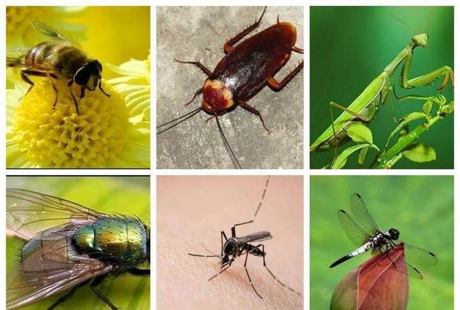 知道哪些昆虫是益虫哪些是害虫