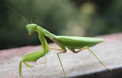 自然动物医生哪些是益虫