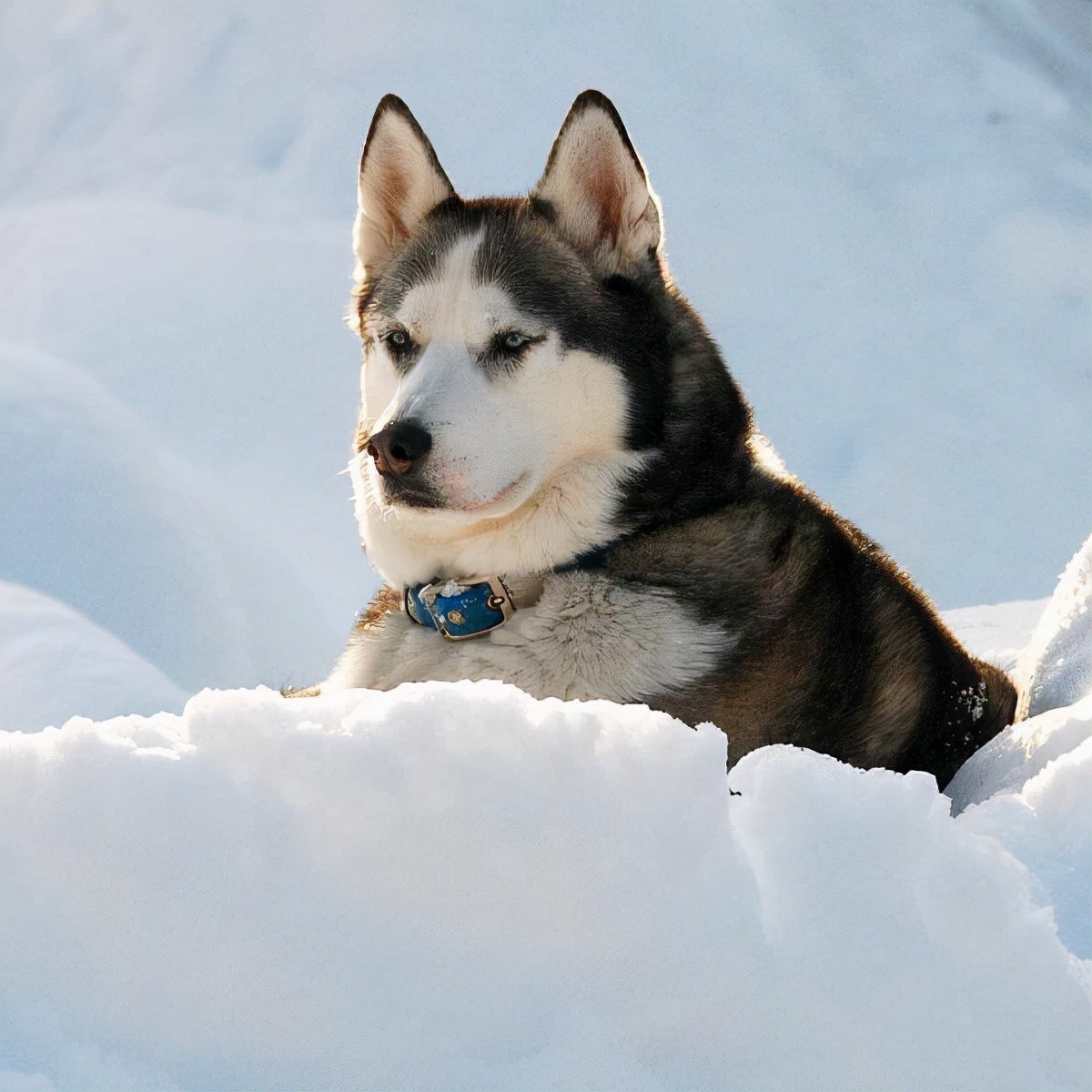二哈是什么狗（哈士奇除了气质哪里都像狼）