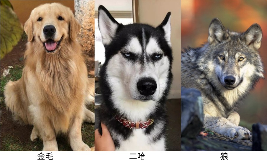 二哈是什么狗（哈士奇除了气质哪里都像狼）