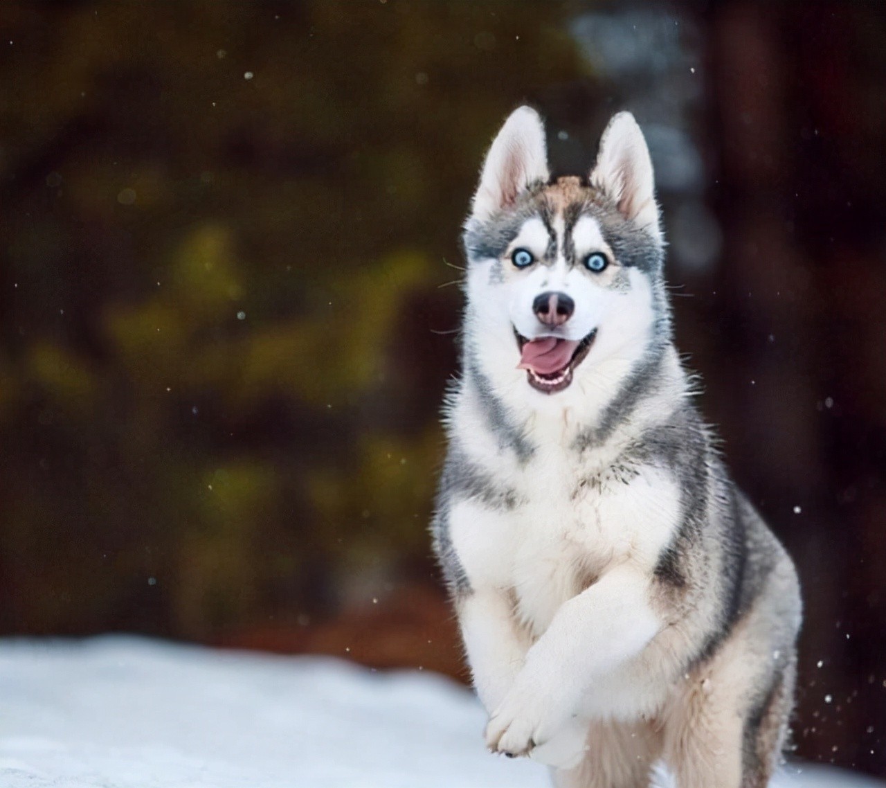 二哈是什么狗（哈士奇除了气质哪里都像狼）