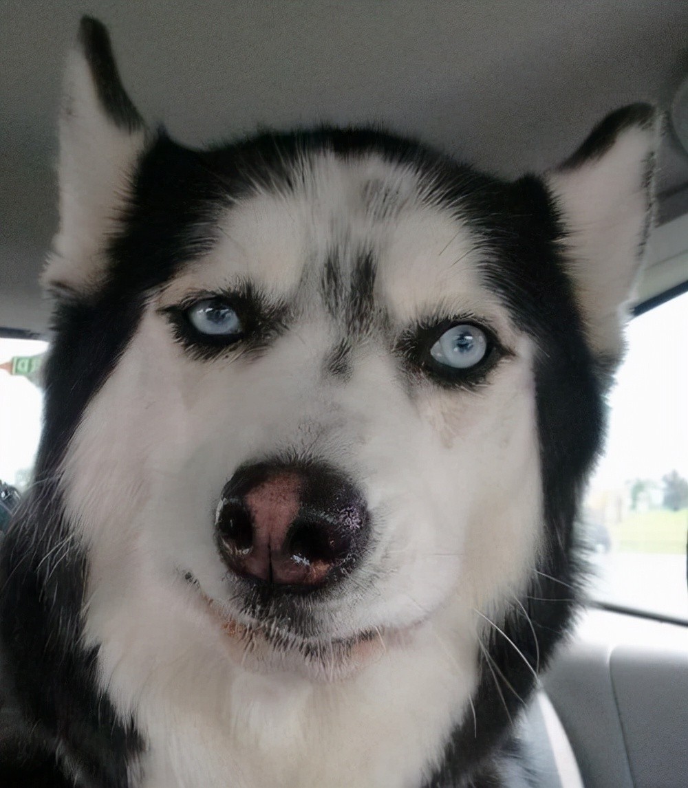 二哈是什么狗（哈士奇除了气质哪里都像狼）