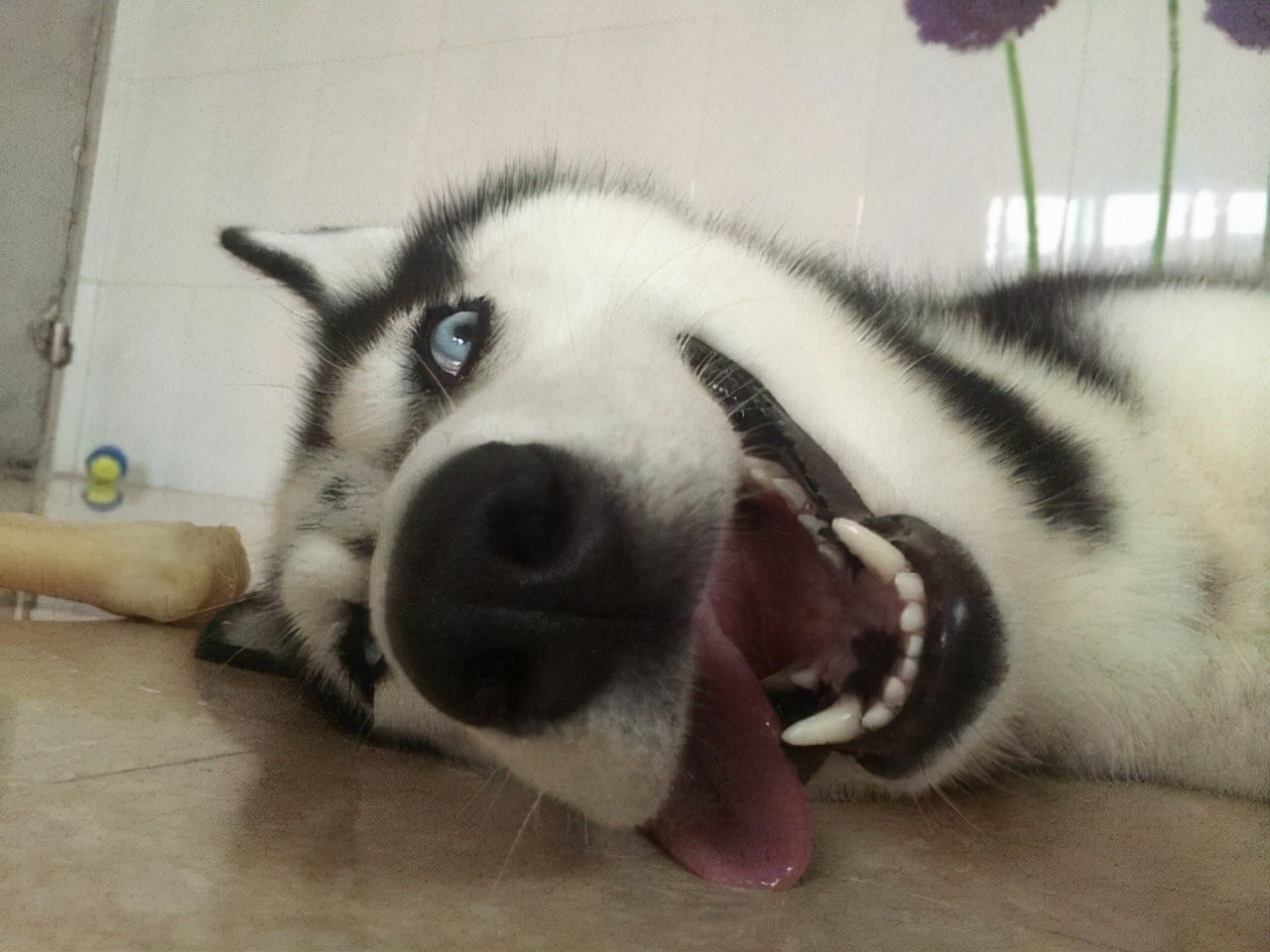 二哈是什么狗（哈士奇除了气质哪里都像狼）