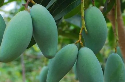 吉禄芒果硬的可以吃,四川攀枝花芒果硬的能吃吗图4