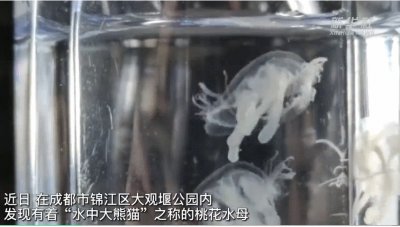​公园惊现“水中大熊猫”：比恐龙还古老
