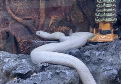 ​在宁波野生动物园，探秘蛇的“豪宅装修”