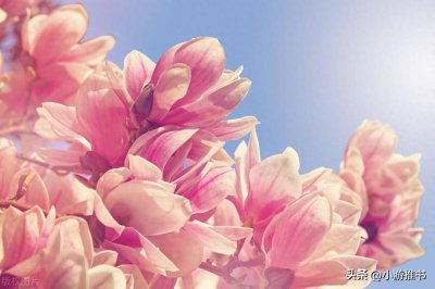 ​含胭大大的热门高分现言小说推荐《刺猬法则》《唐小姐已婚未育》