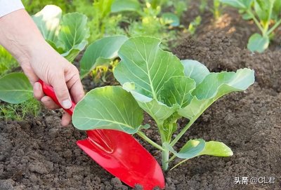 ​处暑之后，5种菜还可以种，好管理，10月底就能采收，菜农别错过