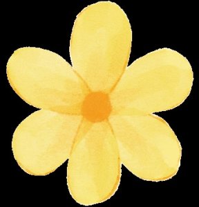 ​新罗苏坂黄花风铃木盛放！快来打卡“故事里的小黄花”~