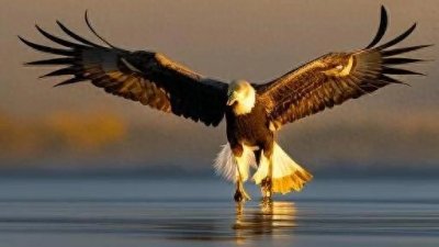 ​翱翔天际的霸者与海洋使者：金雕与海东青的传奇故事