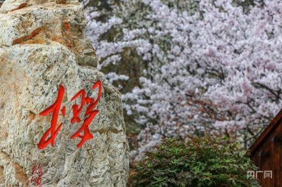 ​花海如潮暗香浮动！大连旅顺6000余株樱花次第盛开