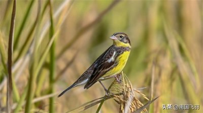 ​终于如愿拍到禾花雀——拍鸟日记