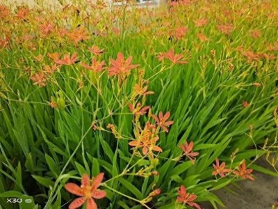 ​农村又一“暴利”药材种植，一亩收益10万，适合“懒人”种植！