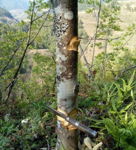 龙丹妮有没有结婚 龙丹妮的老公是谁?