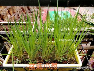 ​盘点秋冬春三季种植的盆栽蔬菜