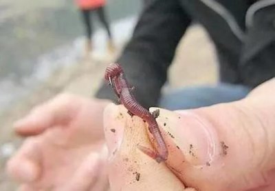 ​我们在垂钓中饵料如何挂钩呢