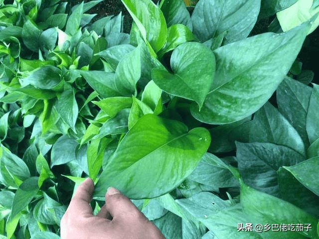 红薯苗什么时候种植,怎么种植-（红薯育苗时间和方法）