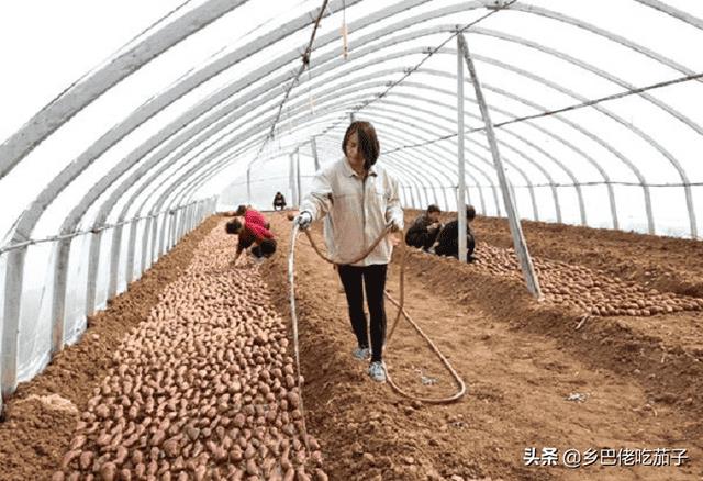 红薯苗什么时候种植,怎么种植-（红薯育苗时间和方法）