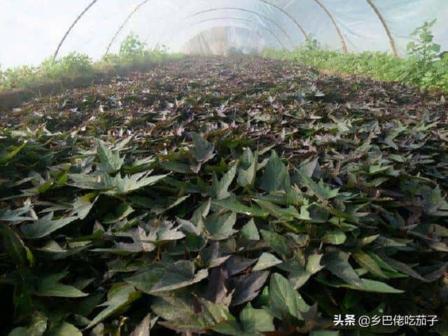 红薯苗什么时候种植,怎么种植-（红薯育苗时间和方法）