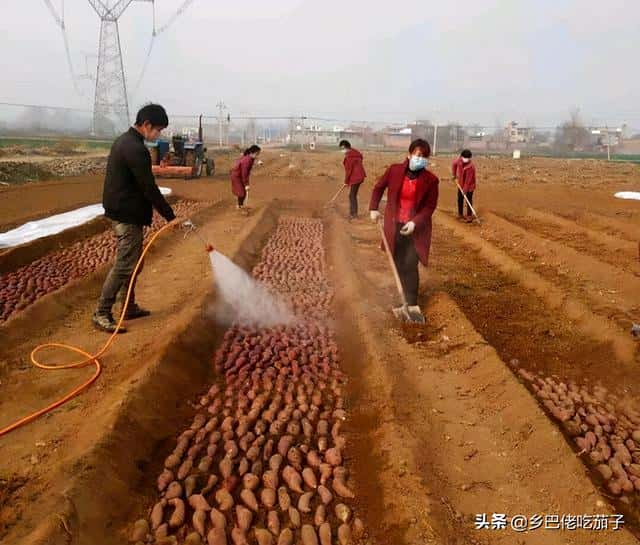 红薯苗什么时候种植,怎么种植-（红薯育苗时间和方法）