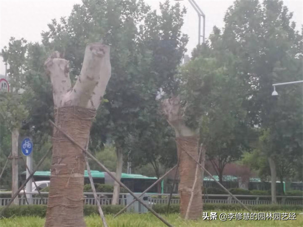 新移栽的树多久生根(移栽后多久才知道活了吗)