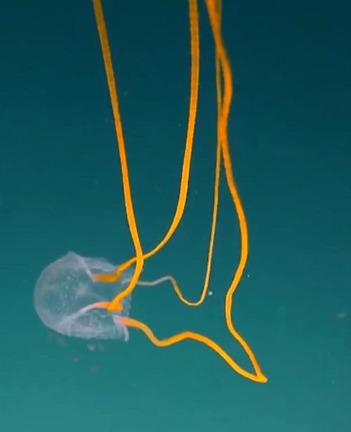 很奇葩的深海水母(动物界的天山童姥)