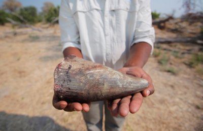 ​地球上，每天有三头犀牛因为犀牛角而被猎杀