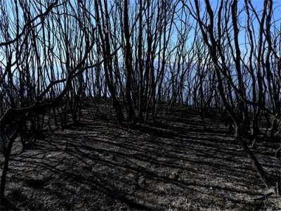 ​【图集】直击四川凉山木里大火：火灾系雷击引发，火场外线已无明火