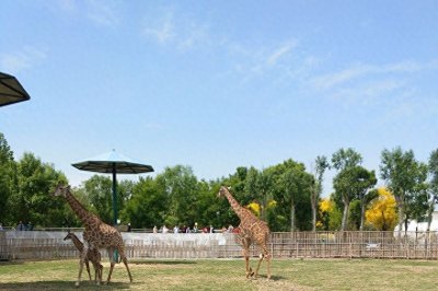 ​我在聊城｜打卡网红地：在滨河野生动物园共度萌趣好时光