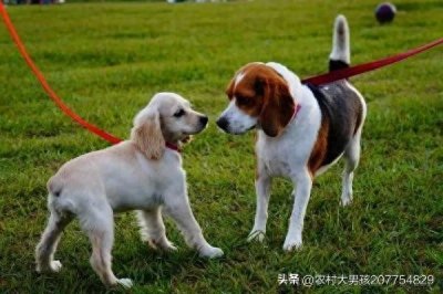 ​犬科动物大盘点