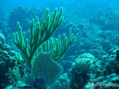 ​海中建筑师—珊瑚虫