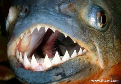 ​动物世界-红腹食人鱼