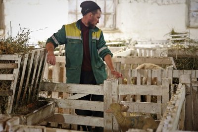 ​探访俄罗斯美利奴羊繁殖场 羊毛细软浓密