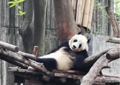 ​每天认识一只大熊猫——福禄，不火没有流量也不太有存在感的熊猫