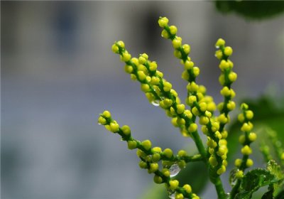 ​珠兰的栽培管理和繁殖方法，来看看呗！教你如何在家养？