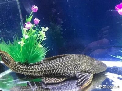 ​5种最脏的鱼，含有大量寄生虫和重金属