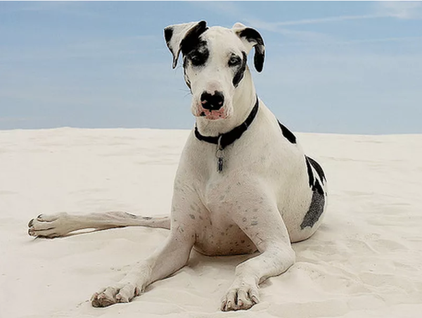 十大最漂亮的狗（十大颜值最高的狗狗）-图6