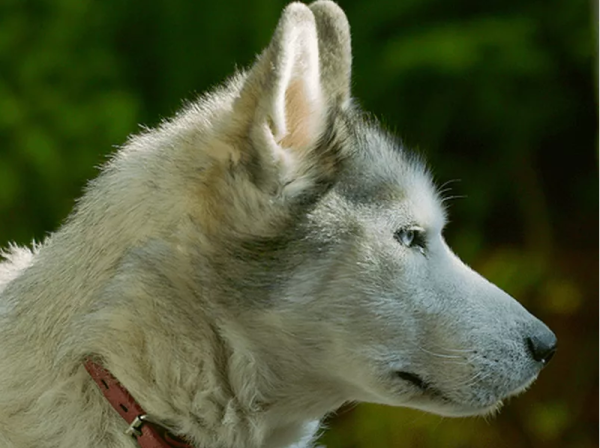 十大最漂亮的狗（十大颜值最高的狗狗）-图1