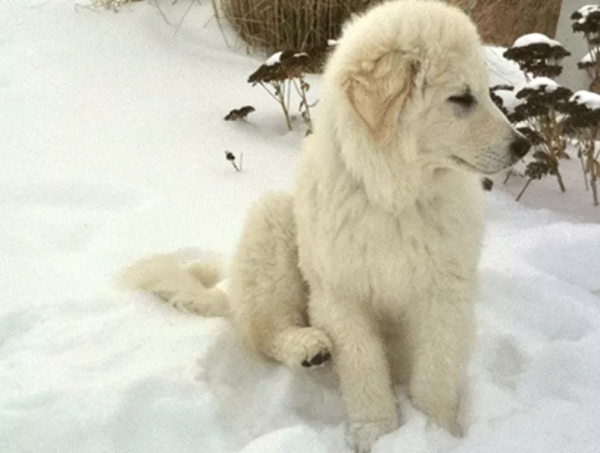 十大最漂亮的狗（十大颜值最高的狗狗）-图9