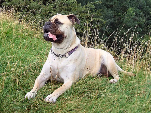 十大最漂亮的狗（十大颜值最高的狗狗）-图10