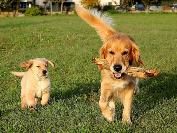 十大最漂亮的狗（十大颜值最高的狗狗）-图2