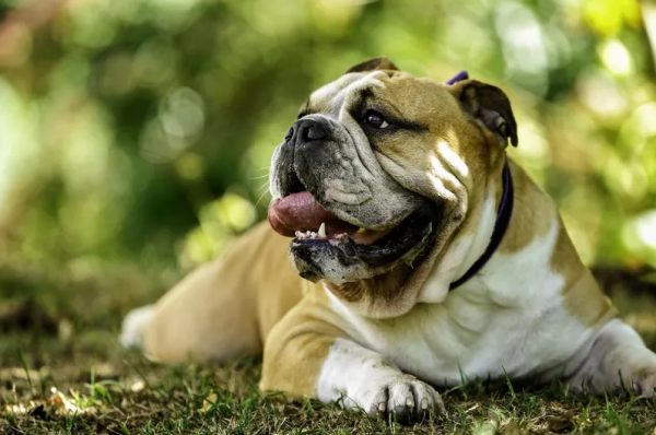 十大最漂亮的狗（十大颜值最高的狗狗）-图8