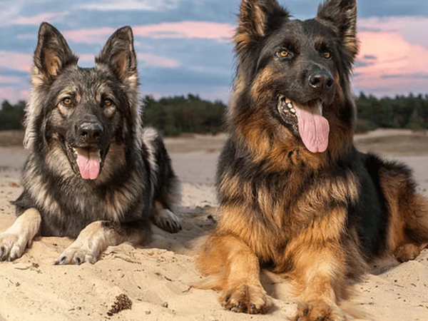 十大最漂亮的狗（十大颜值最高的狗狗）-图3