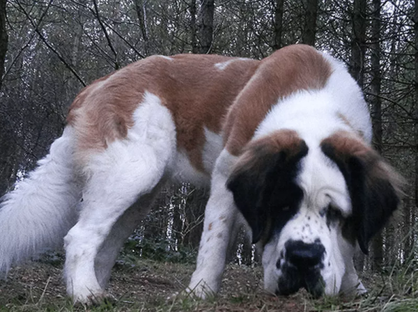 十大最漂亮的狗（十大颜值最高的狗狗）-图5