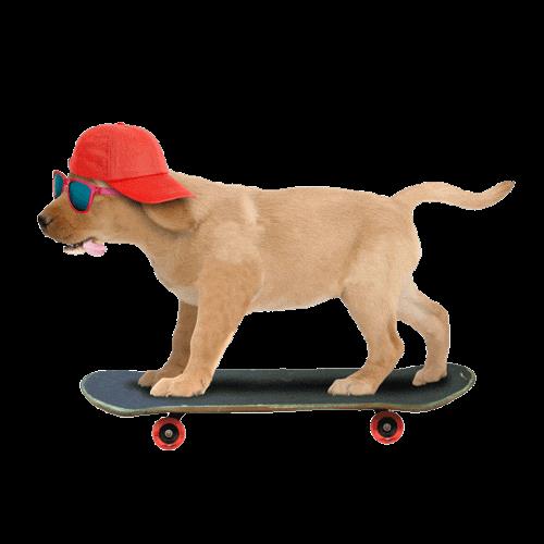 世界滑板日:占领的不仅是街道,抢回的还有属于你的“地盘”