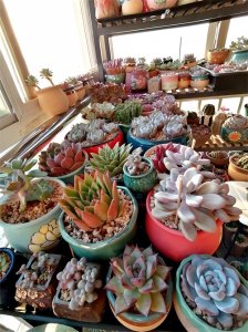 ​多图！多肉植物排行榜：颜值与养护难度大比拼，你家肉肉上榜没？