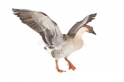 ​凶猛、狡诈、贪婪的黄鼠狼真的害怕大鹅吗？别再被谣言误导了