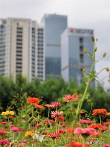 ​春城无处不飞花，百日菊妖艳盛开