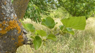 ​山东夏津古桑树：见证千年的生命力和文化传承