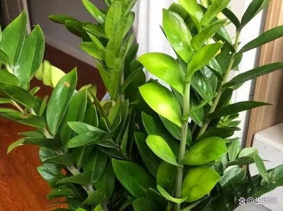 ​金钱树“别乱养”，摆放位置有“说法”，3个位置坚决不能放！